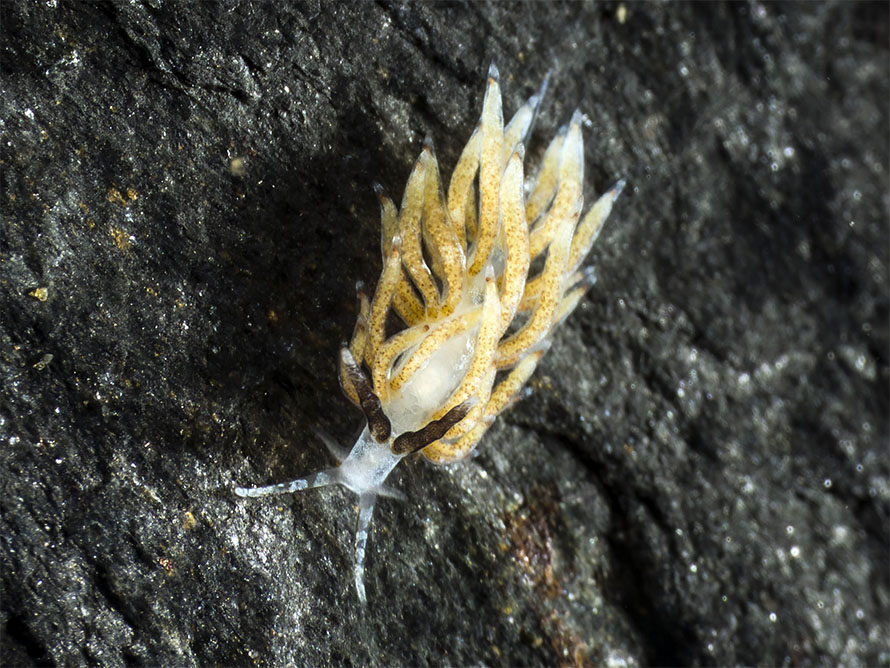 Favorinus sp. 4